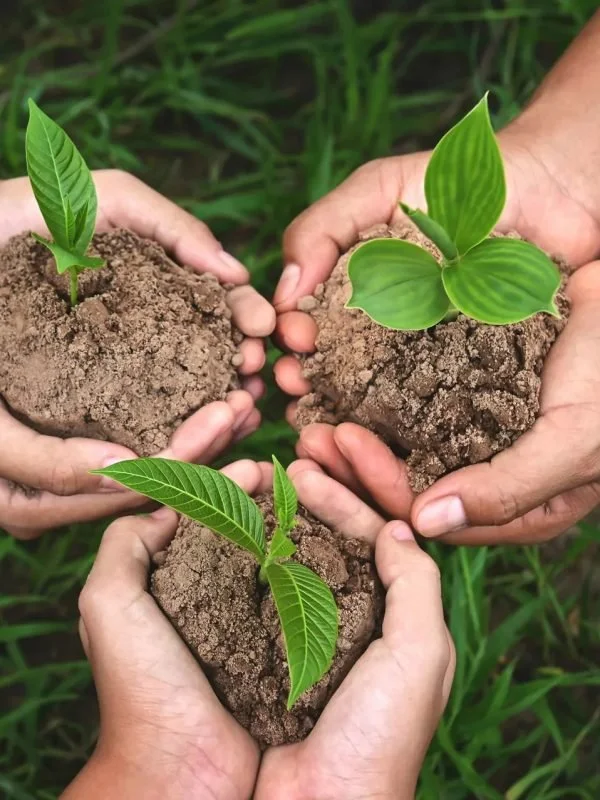 plant-seeds